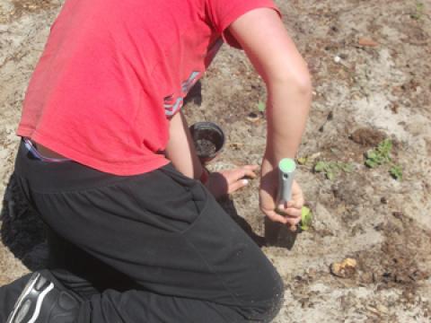 sementeira e plantação de courgete e alfaces